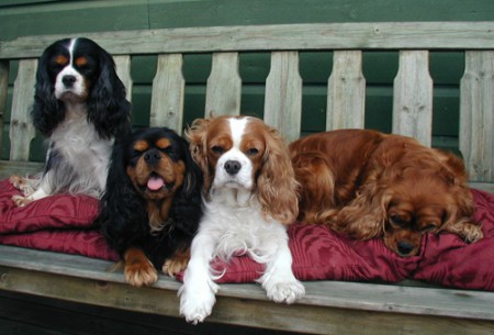 Lite nya bilder på små sötnosar!<3