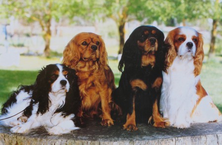 Har äntligen en hund!